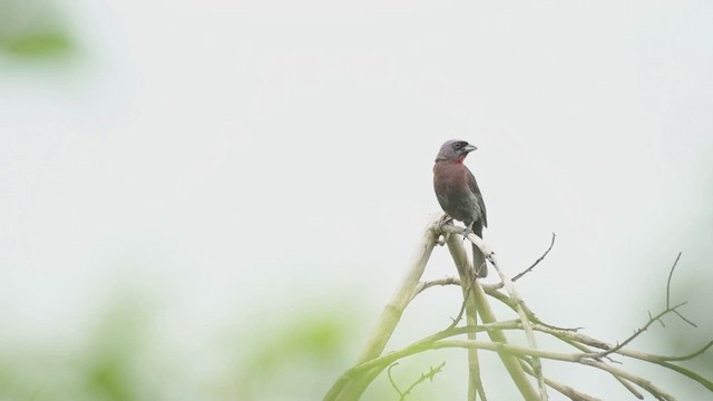 ムラサキノジコ - ML622675215