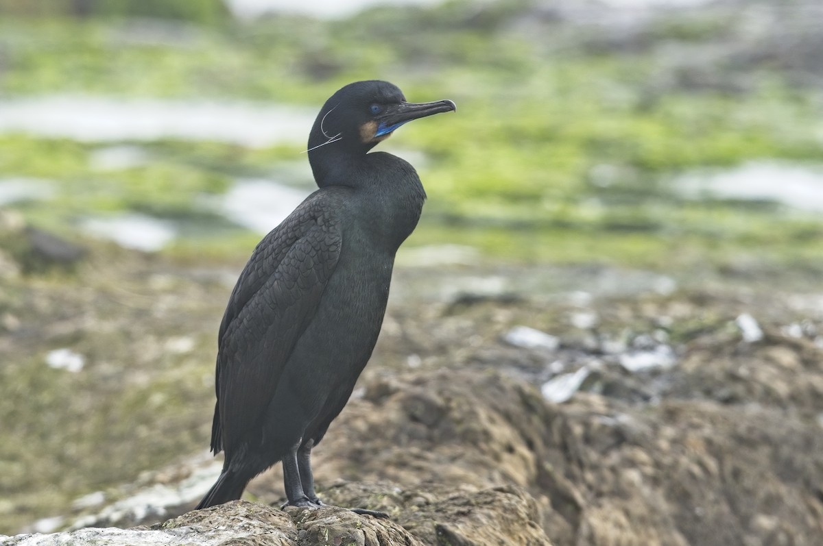 Brandt's Cormorant - ML622675225