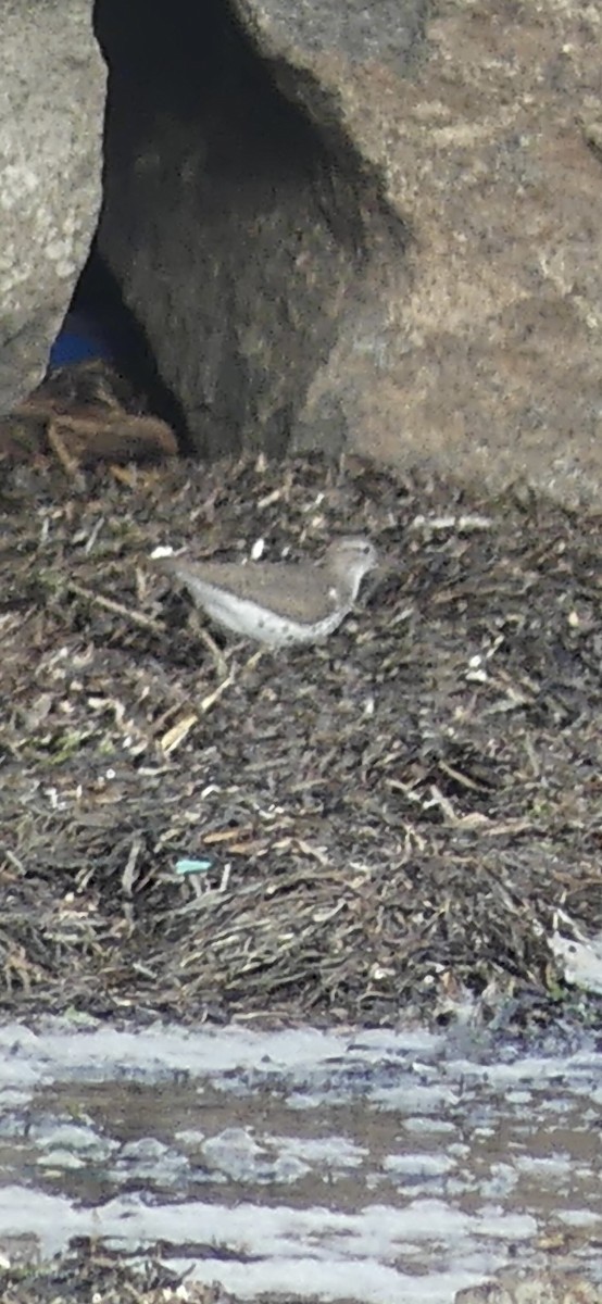 Spotted Sandpiper - ML622675234