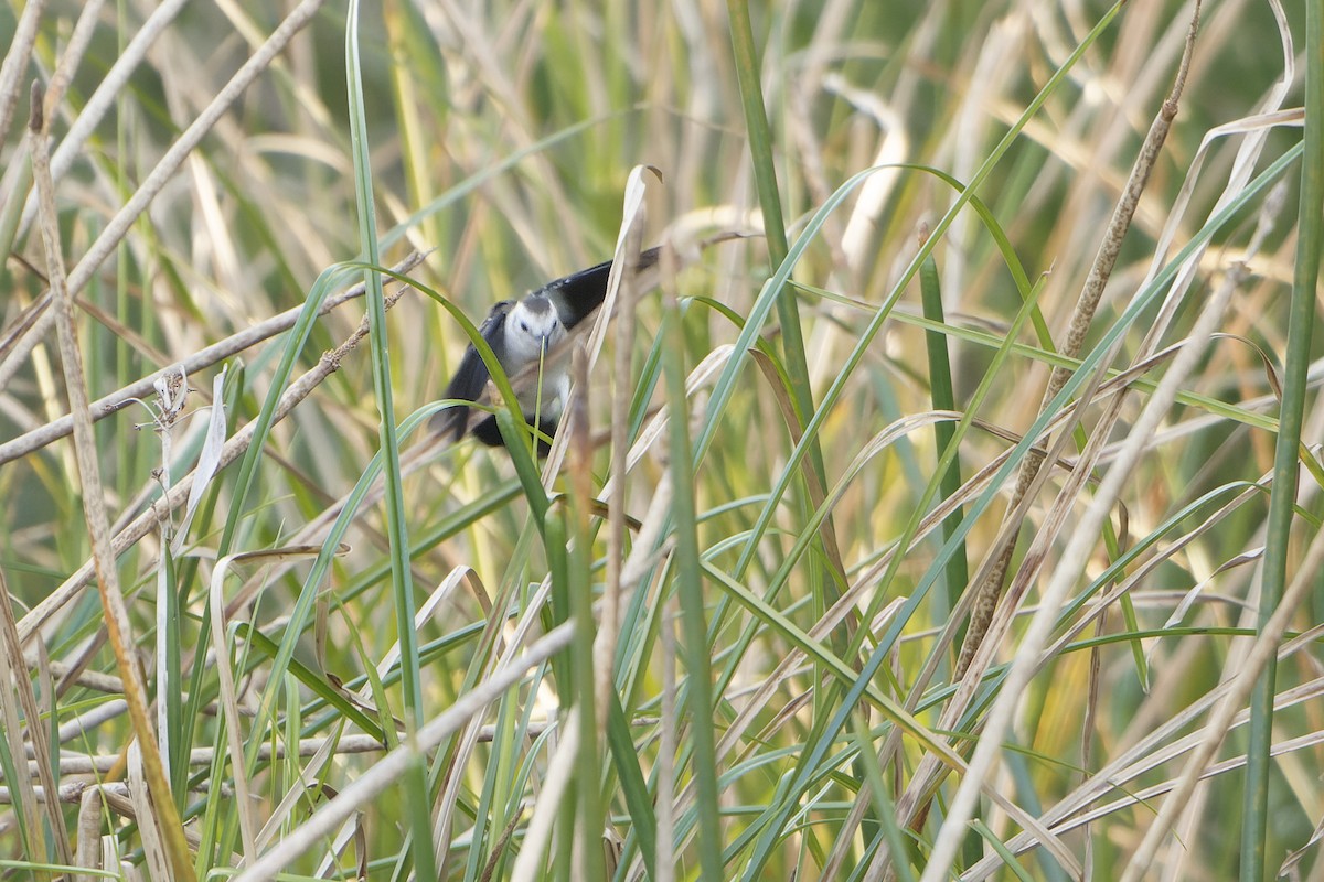 Black-backed Water-Tyrant - ML622675254