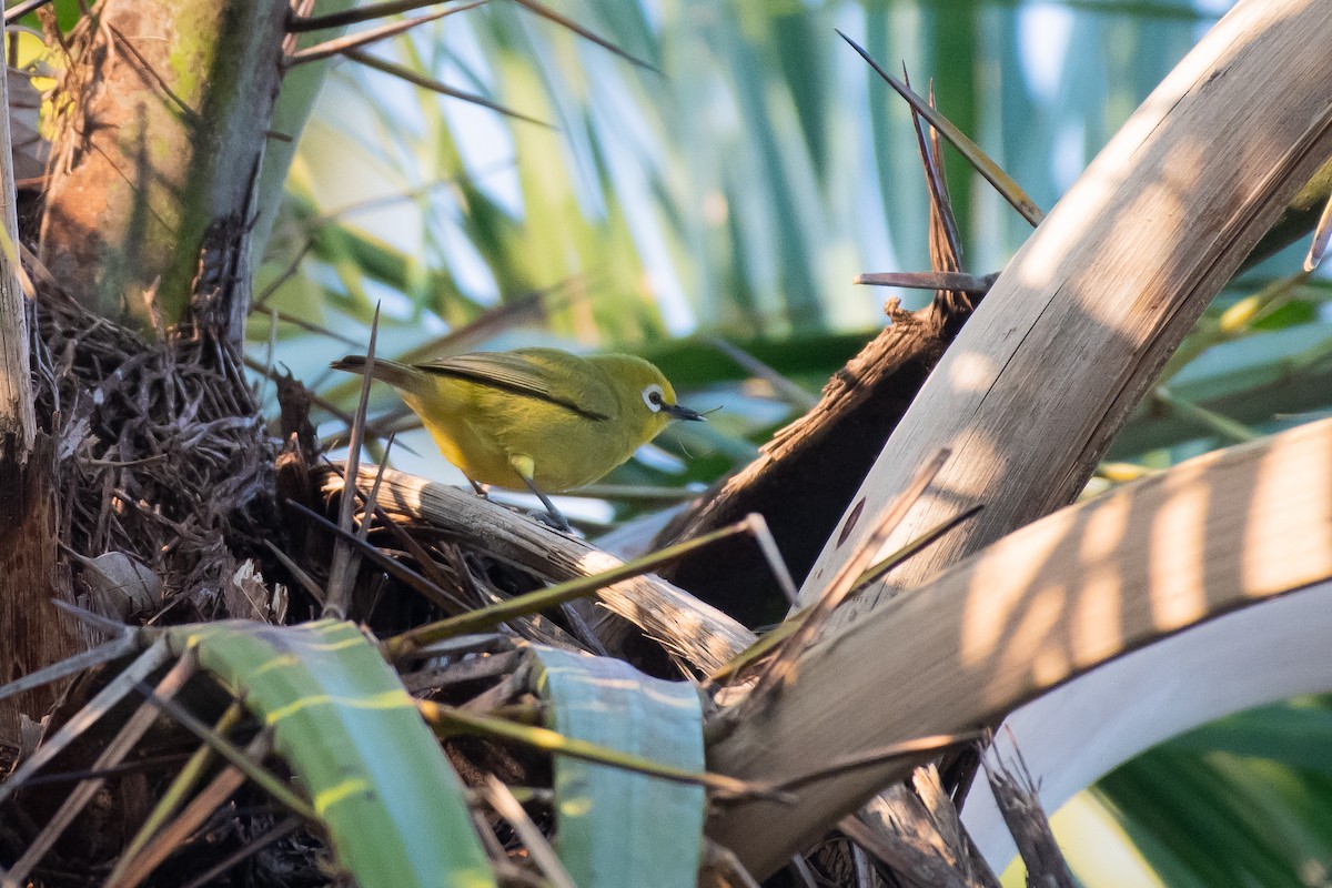 Northern Yellow White-eye - ML622675273