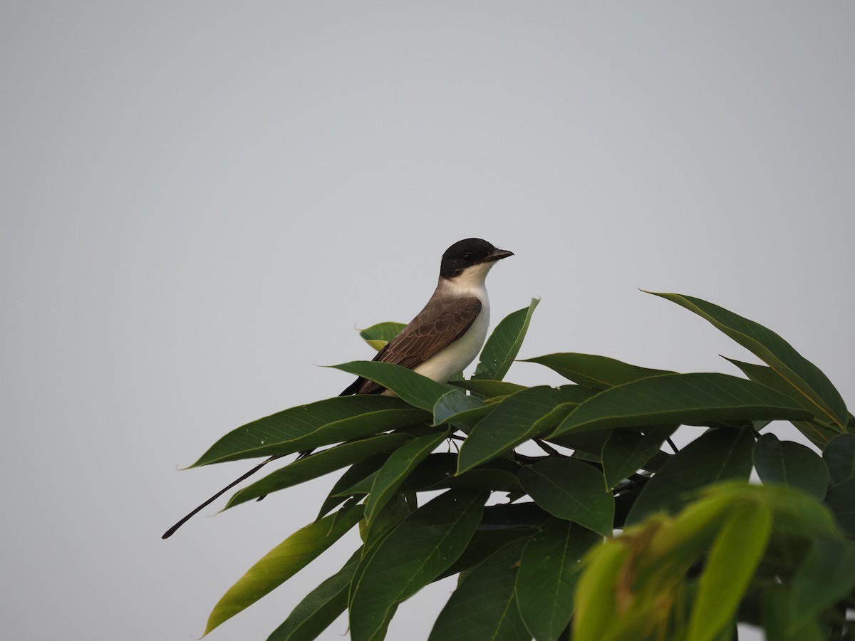 Fork-tailed Flycatcher - ML622675289