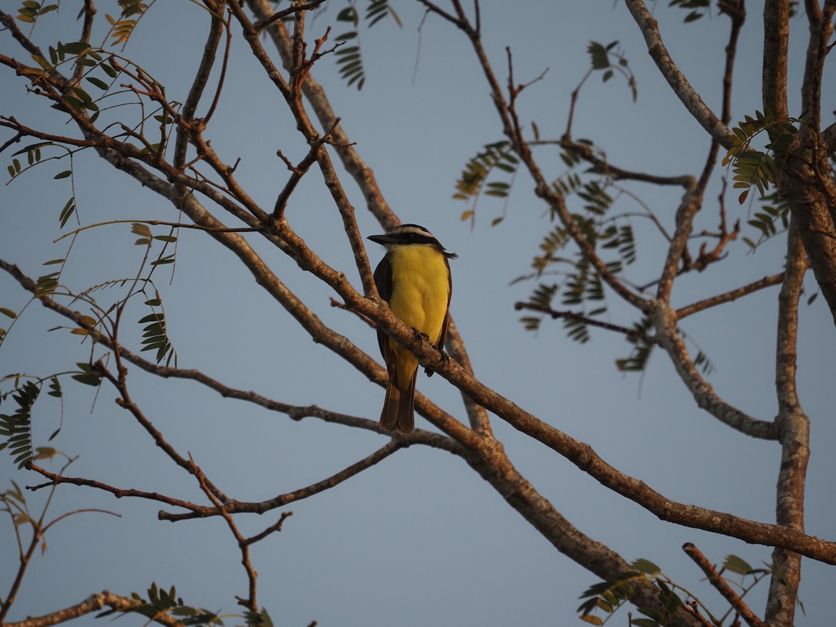 Great Kiskadee - Clemente Sanchez