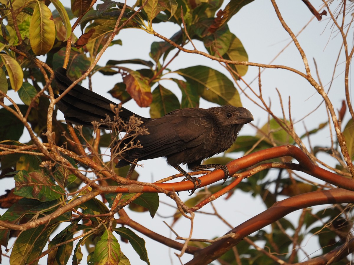 Smooth-billed Ani - ML622675306