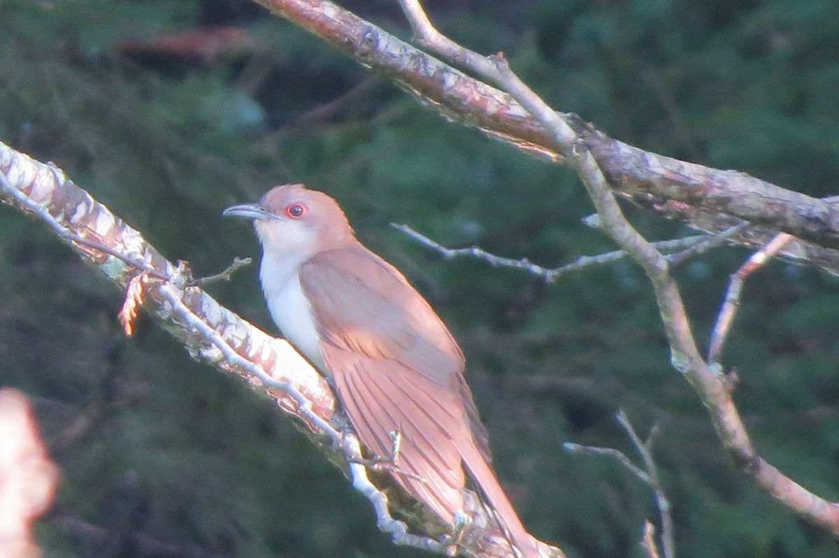 Black-billed Cuckoo - ML622675367