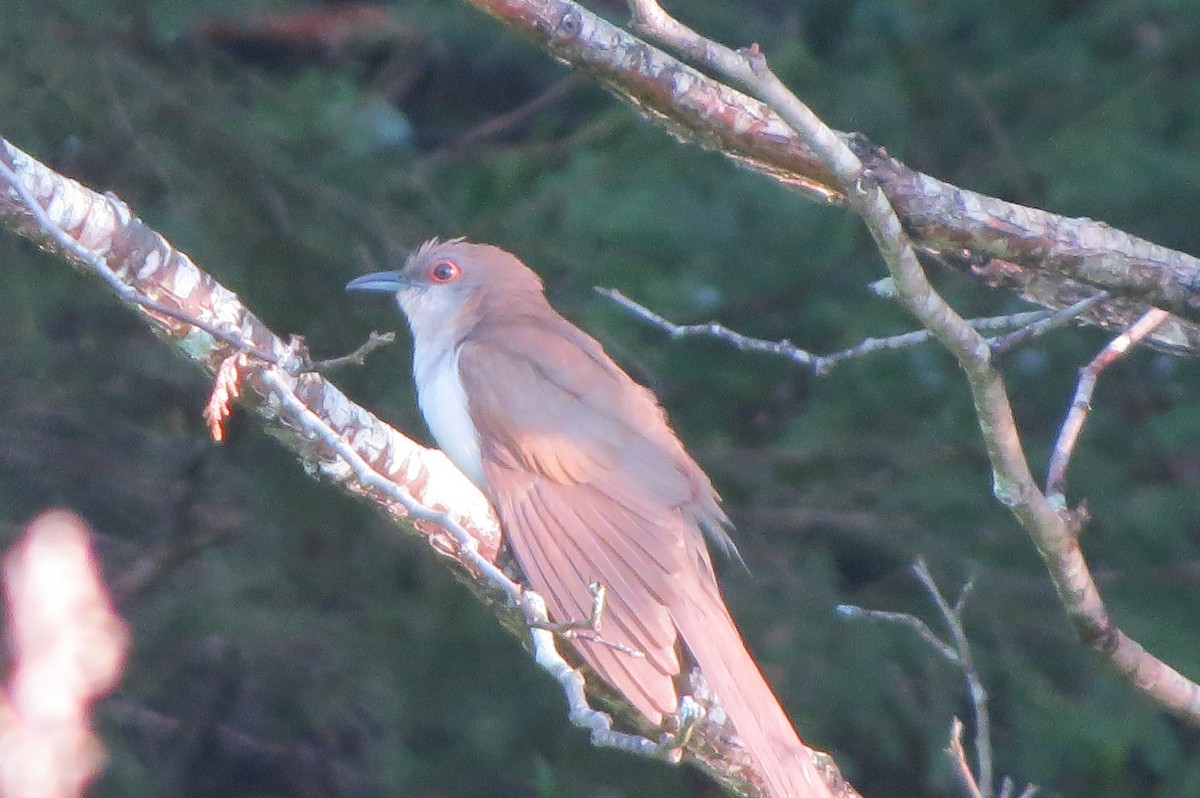 Black-billed Cuckoo - ML622675368