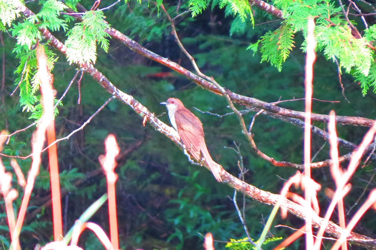 Black-billed Cuckoo - ML622675369