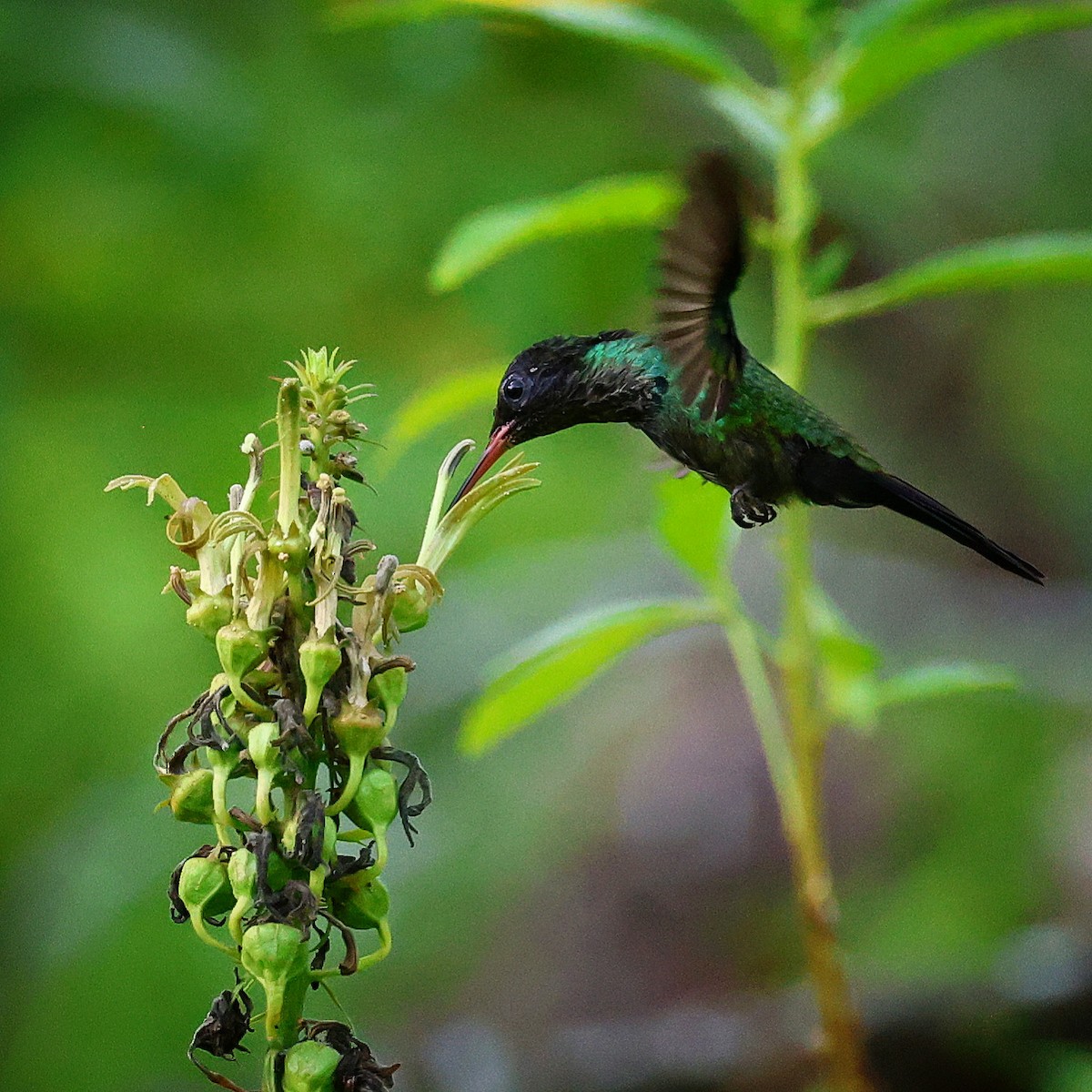 Red-billed Streamertail - ML622675431