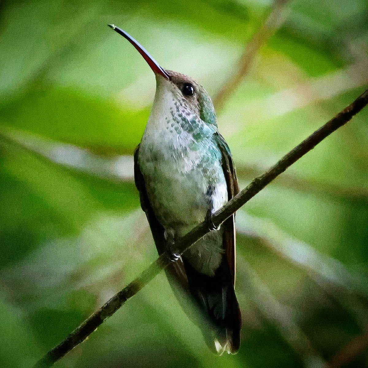 Red-billed Streamertail - ML622675432