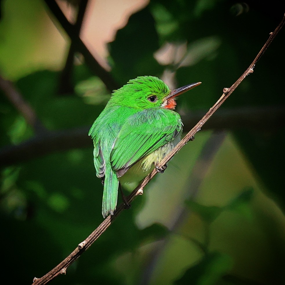 Jamaican Tody - ML622675435