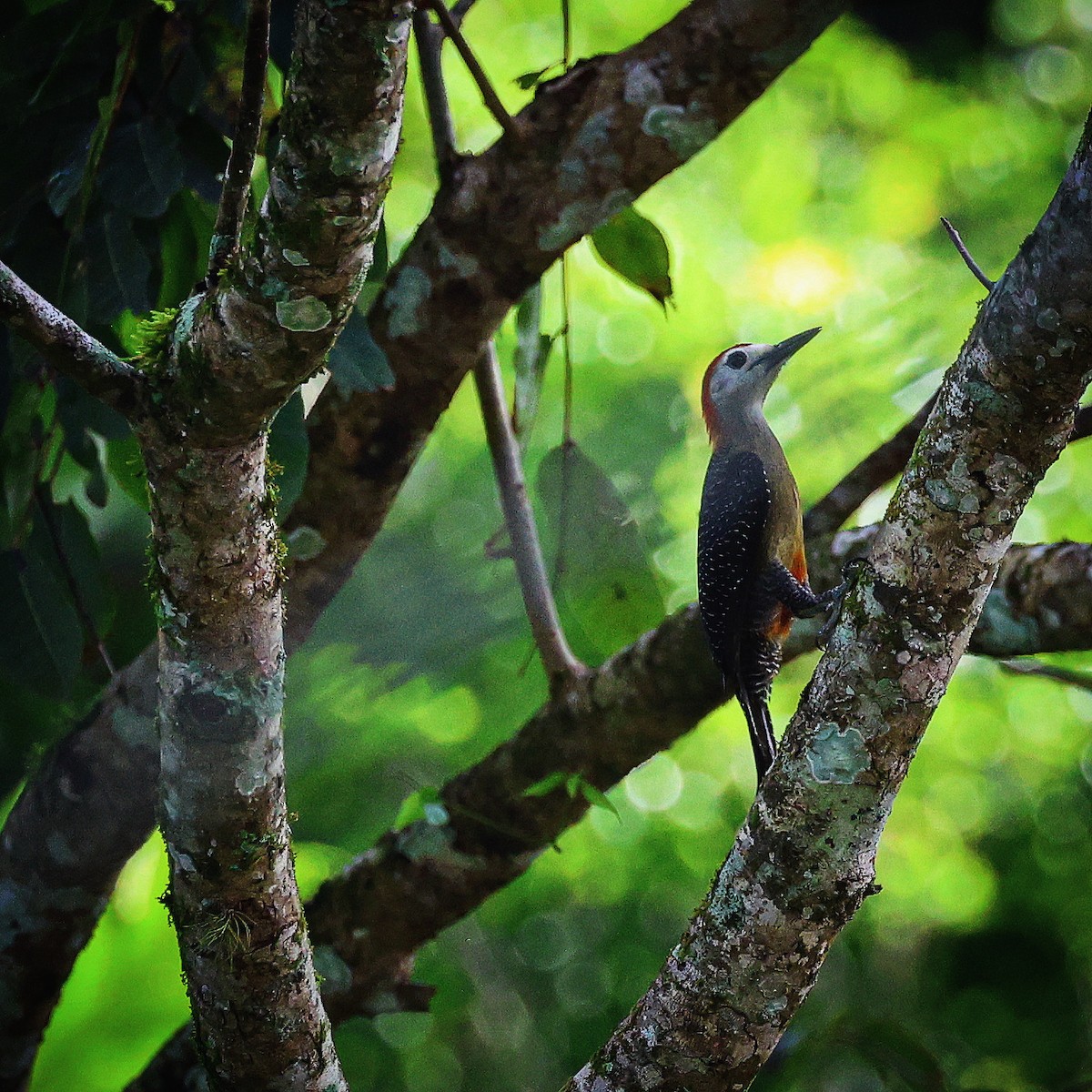 Jamaican Woodpecker - ML622675446