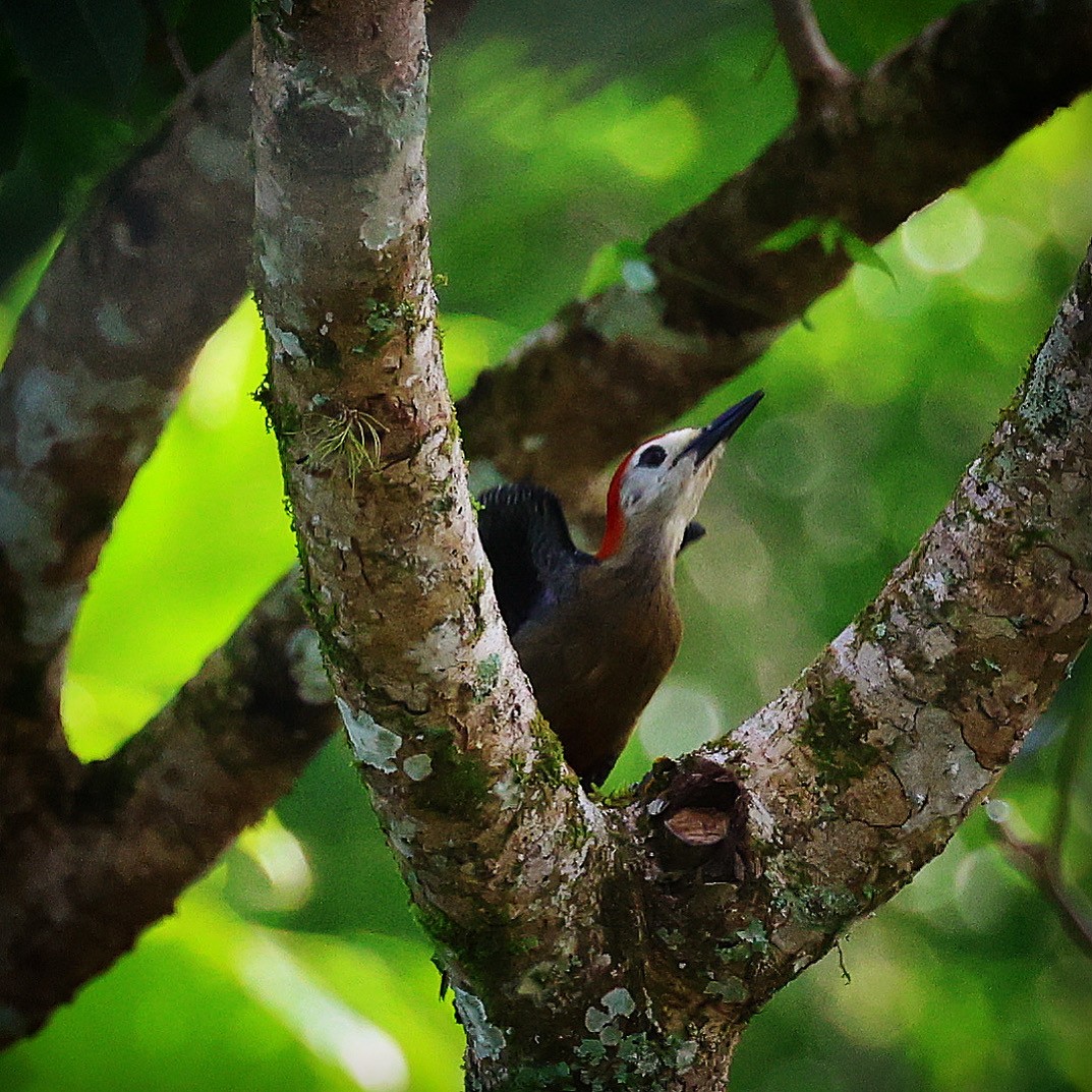 Jamaican Woodpecker - ML622675447