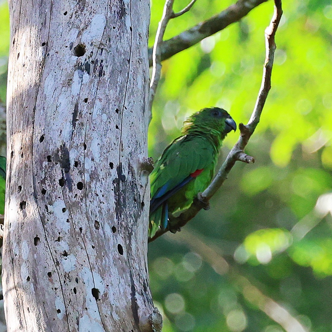 Black-billed Parrot - ML622675459