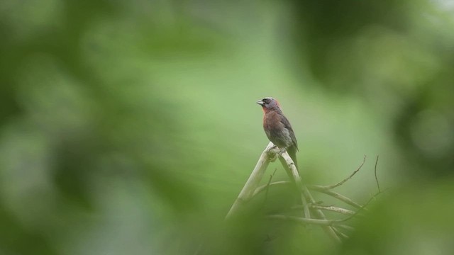 Varied Bunting - ML622675490