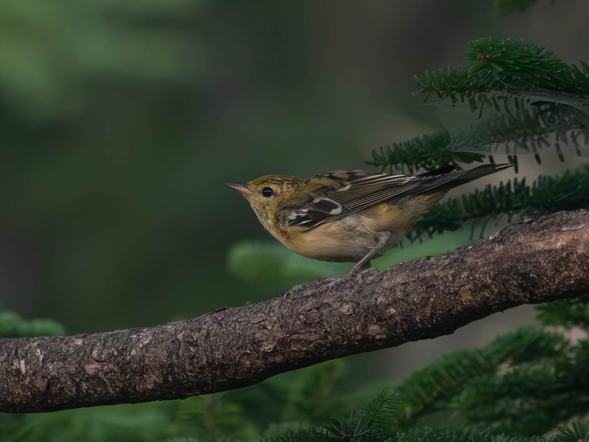 Bay-breasted Warbler - ML622675512