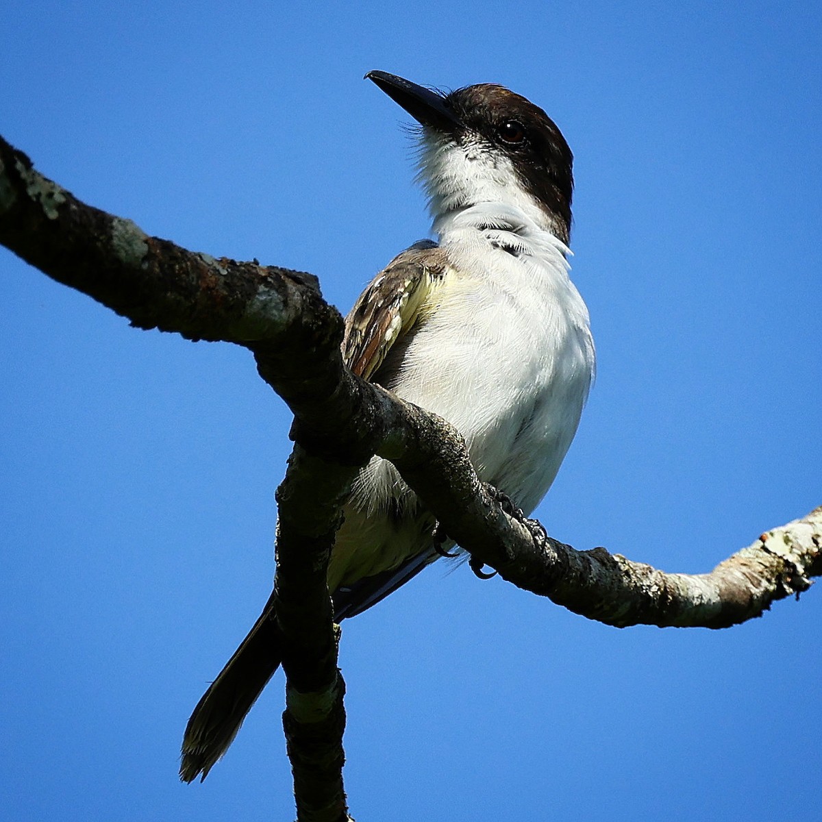 Loggerhead Kingbird - ML622675535