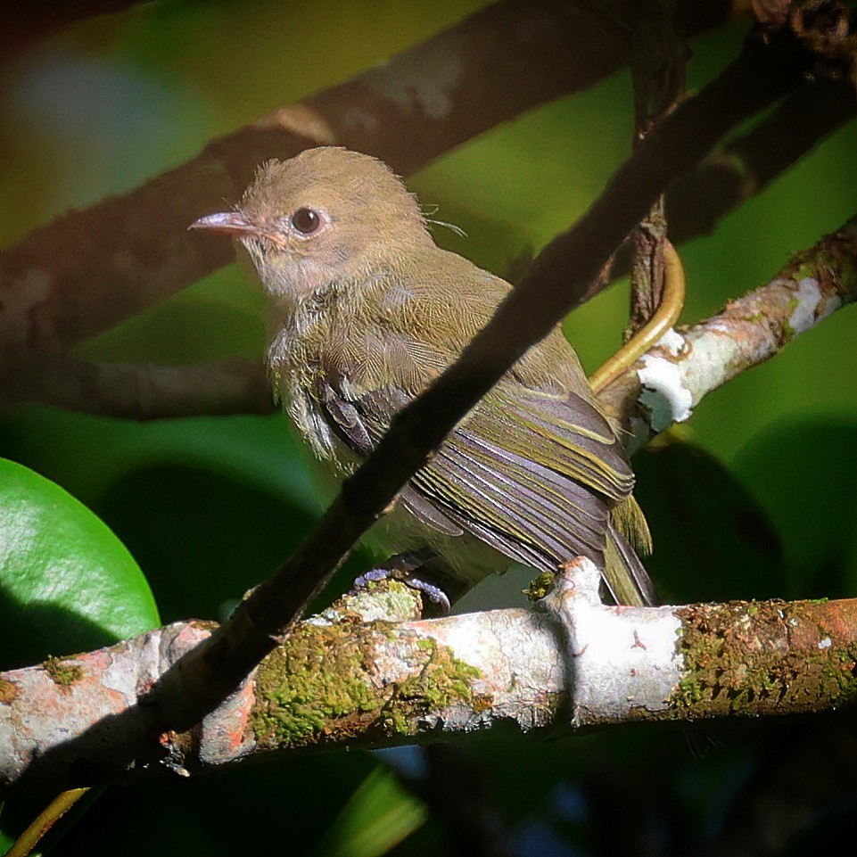 Jamaican Vireo - ML622675547