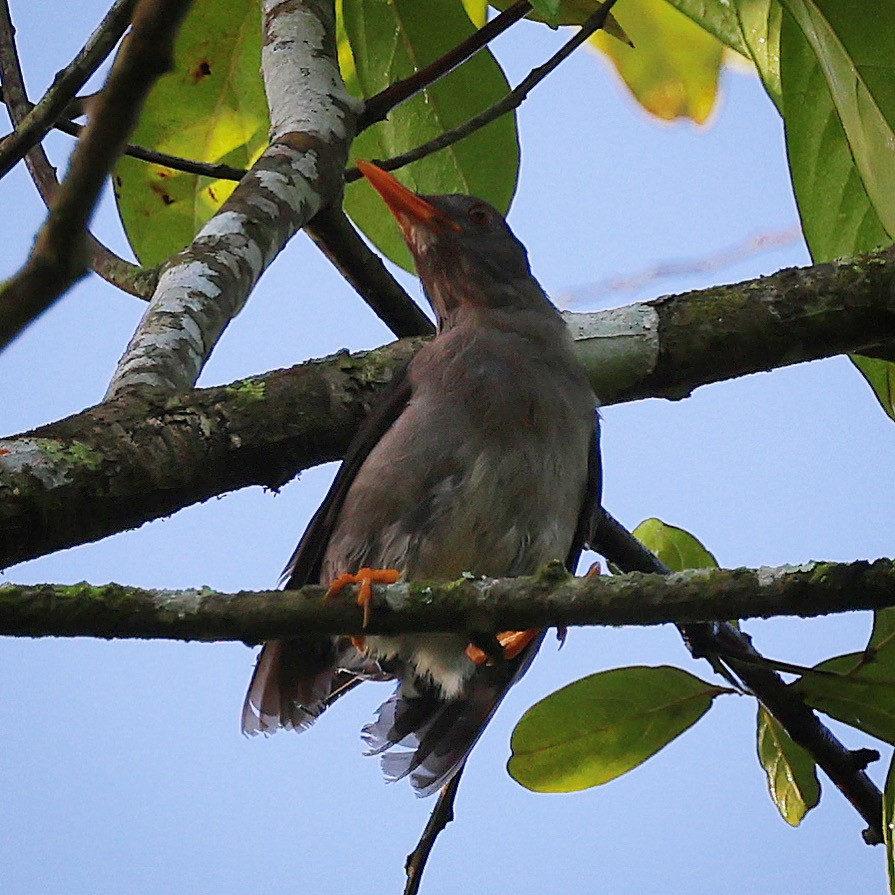 White-chinned Thrush - ML622675575