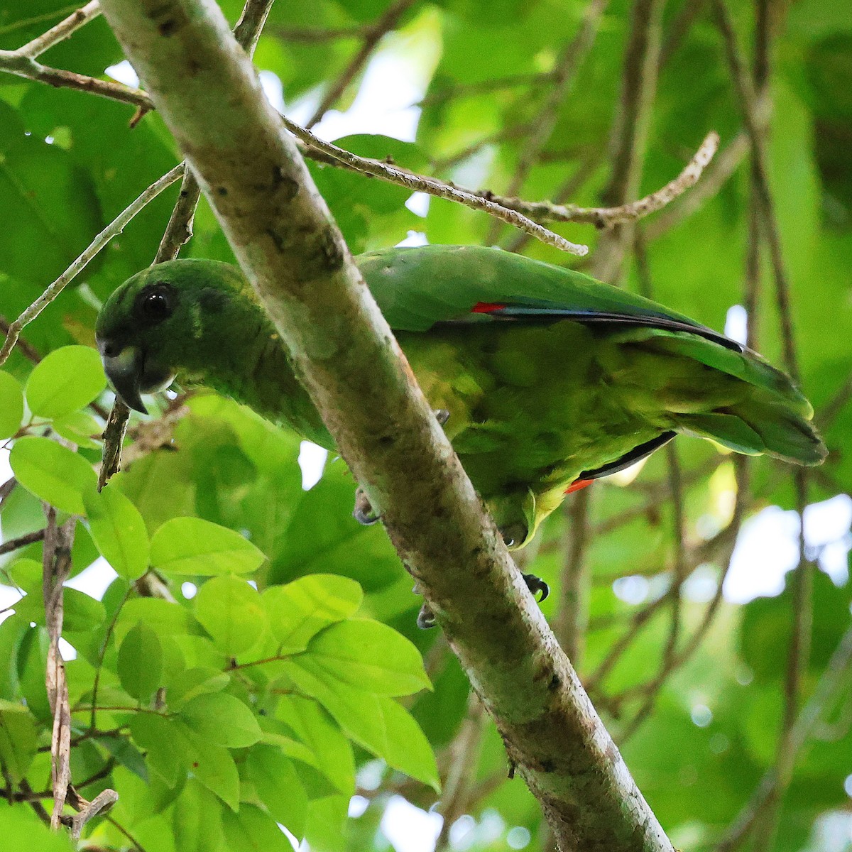 Black-billed Parrot - ML622675617