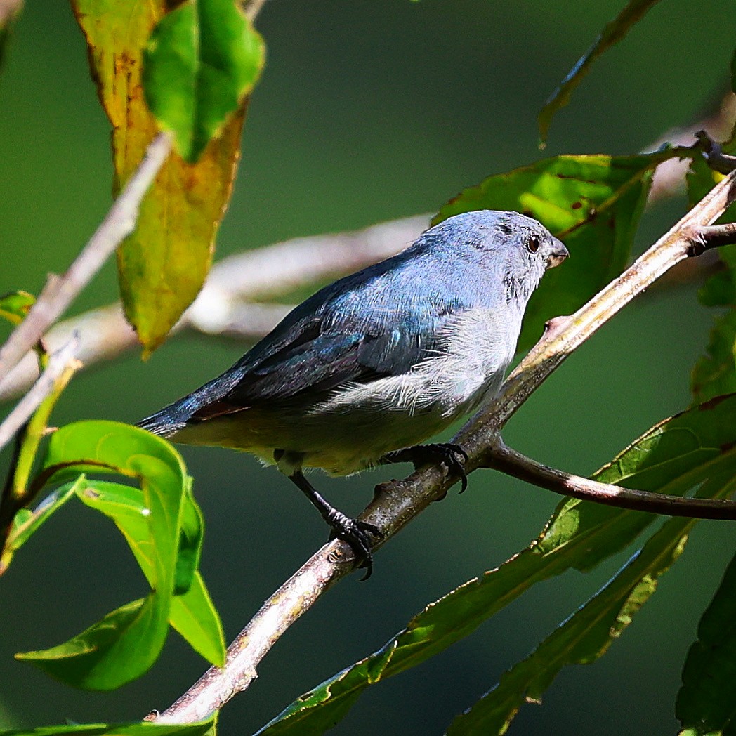 Jamaican Euphonia - ML622675647