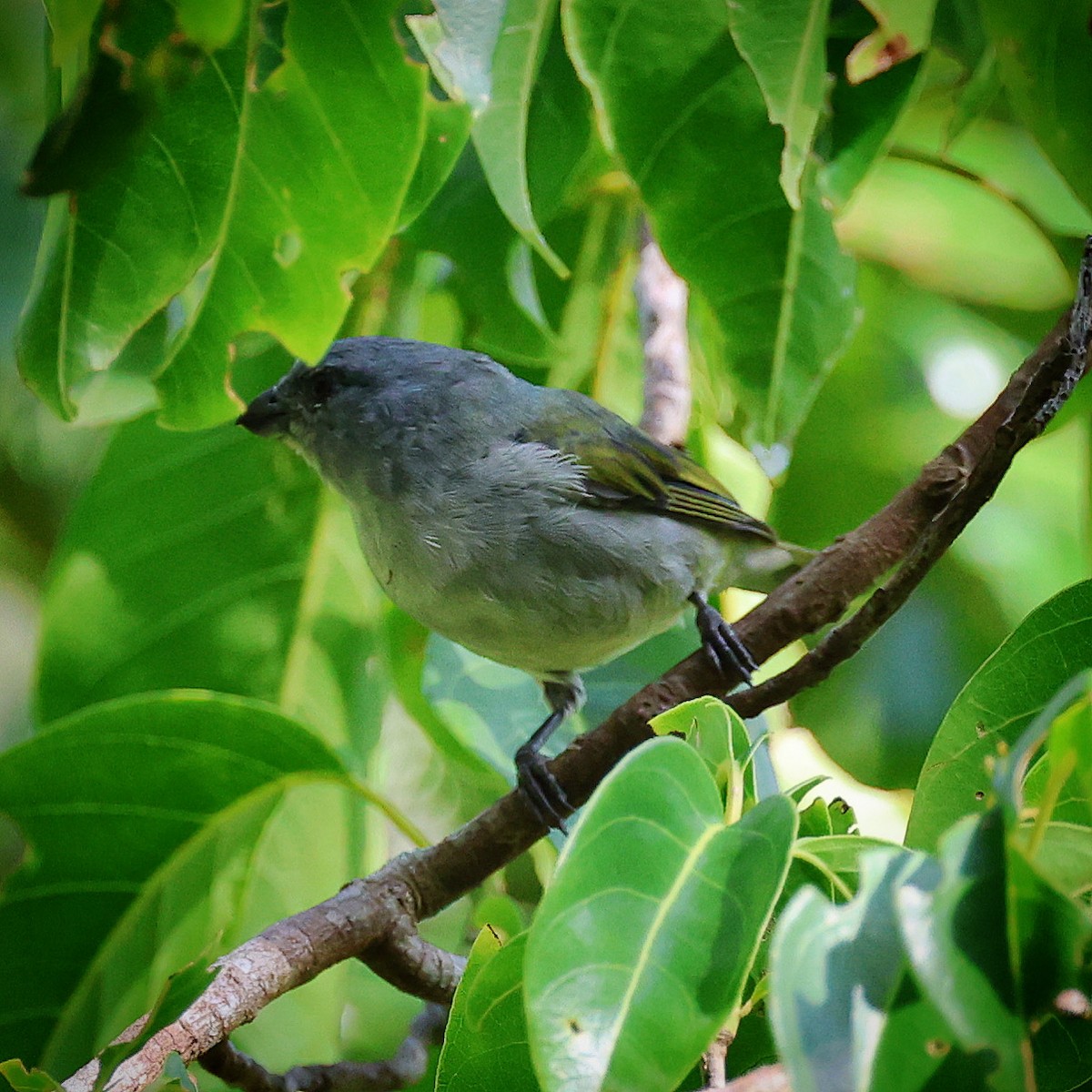 Jamaican Euphonia - ML622675648