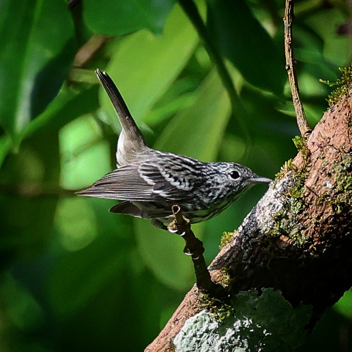 Arrowhead Warbler - ML622675654