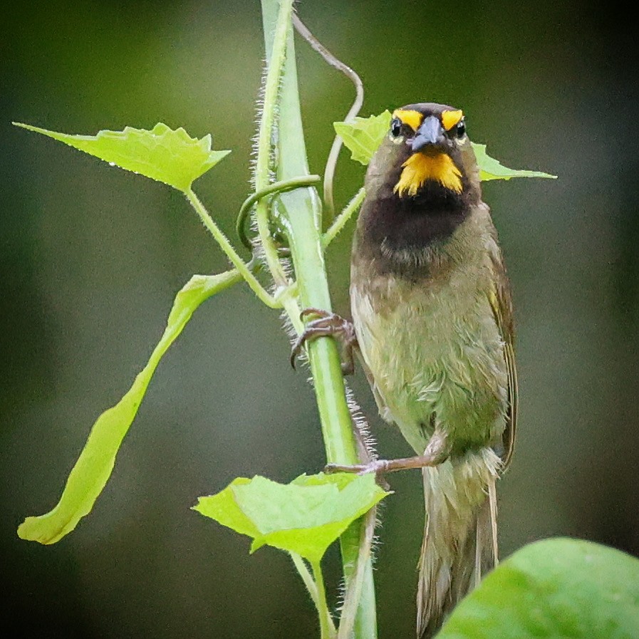 Yellow-faced Grassquit - ML622675667