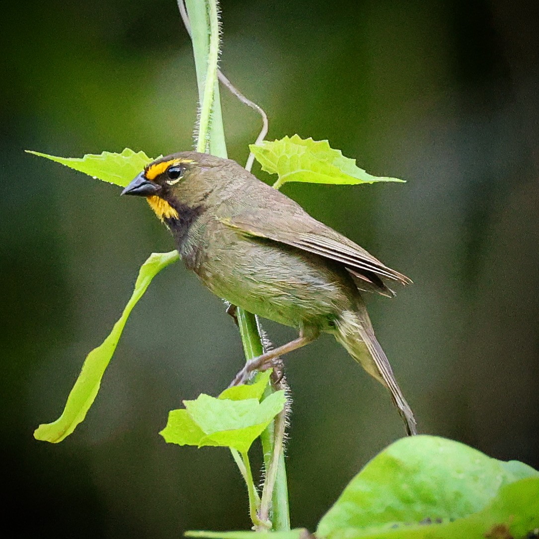 Yellow-faced Grassquit - ML622675668