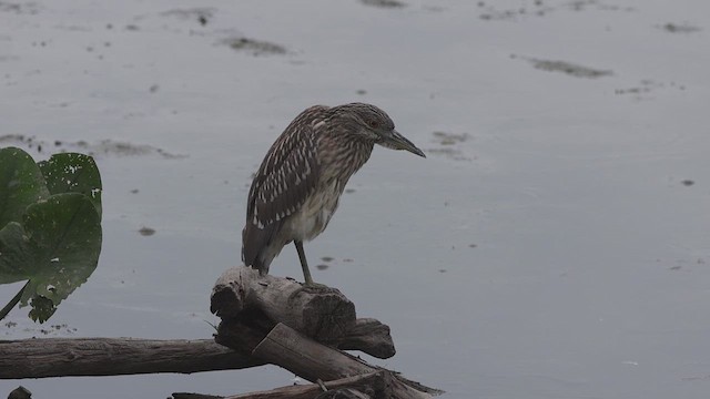 Black-crowned Night Heron - ML622675669