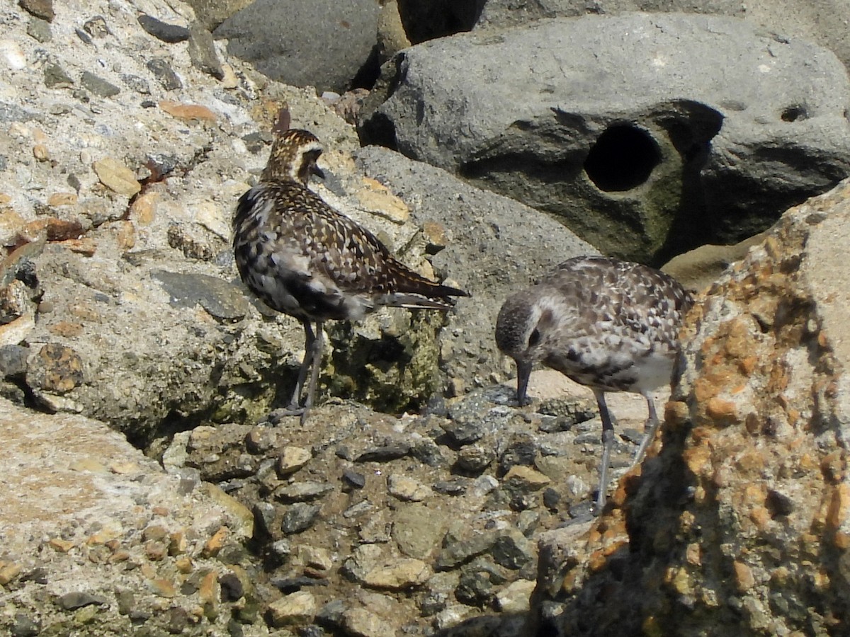 Pacific Golden-Plover - ML622675683