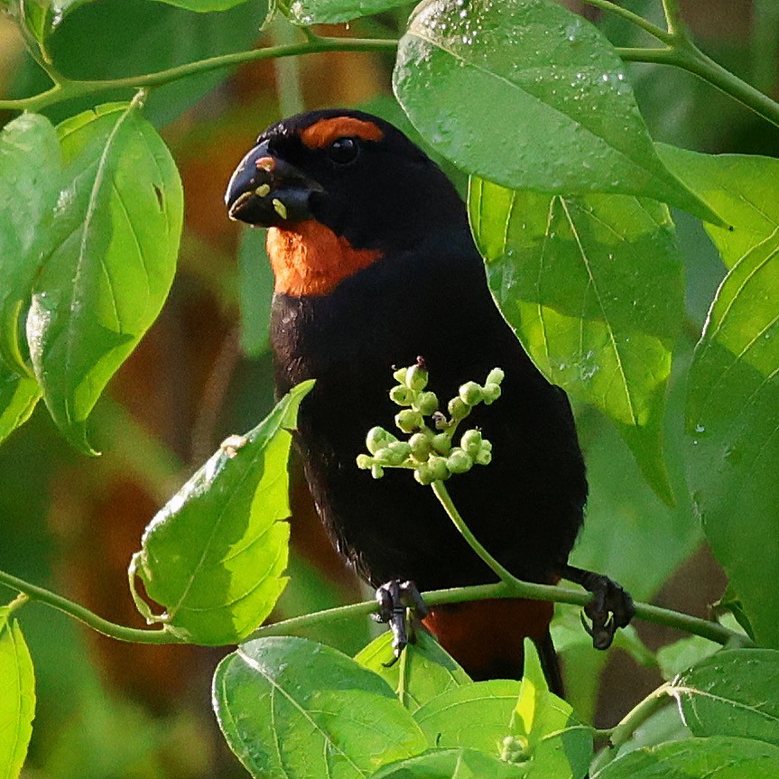 Greater Antillean Bullfinch - ML622675685