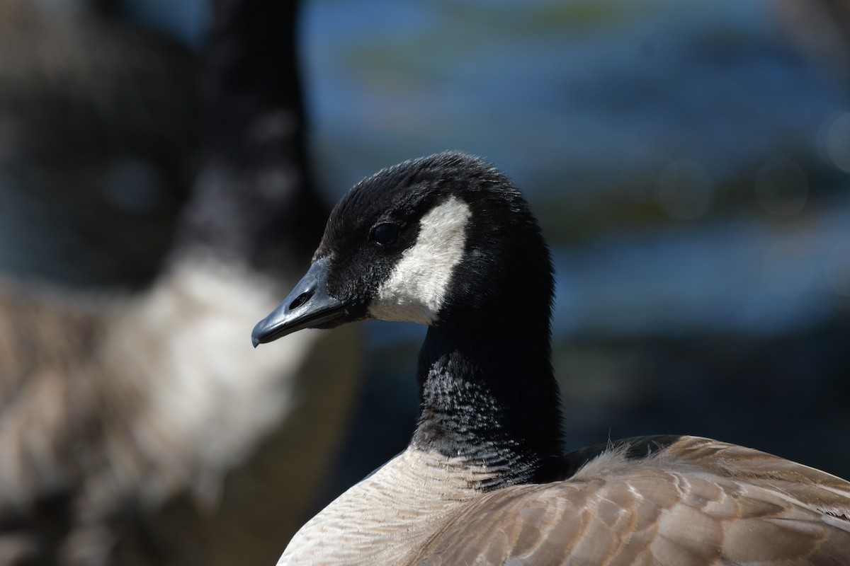 Cackling Goose - ML622675689