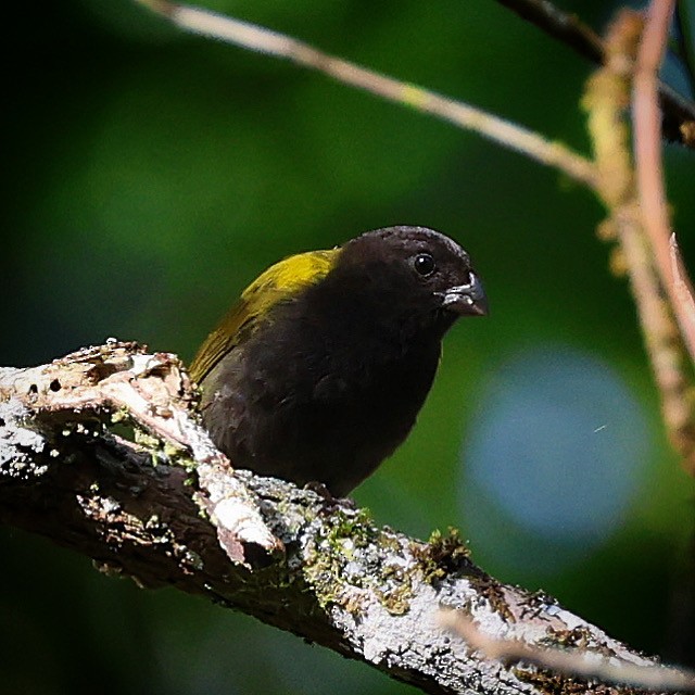 Yellow-shouldered Grassquit - ML622675693