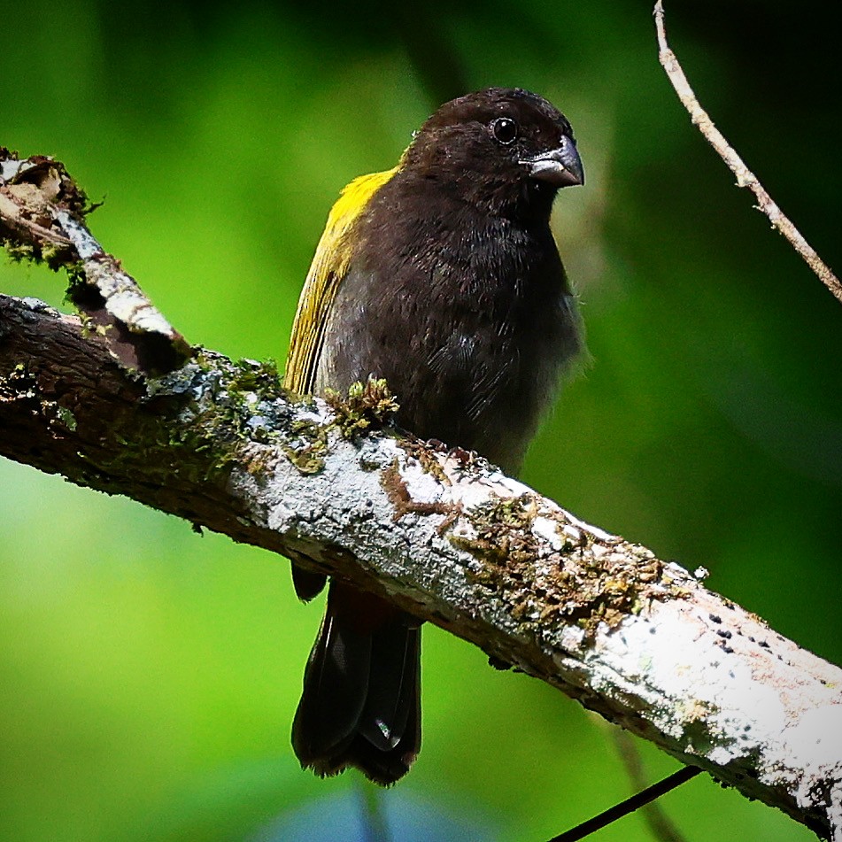 Yellow-shouldered Grassquit - ML622675694