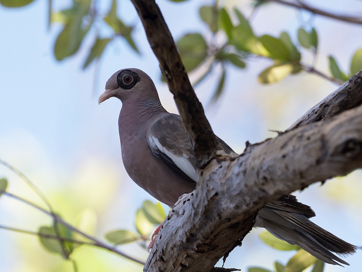 Bare-eyed Pigeon - ML622675704