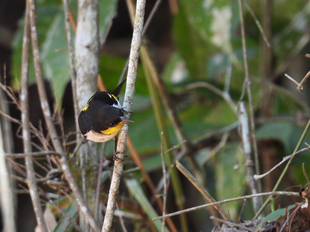 Yellow-backed Tanager - ML622675707