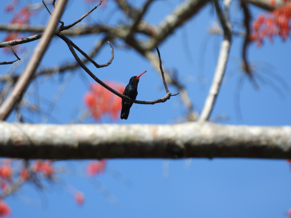 Rufous-throated Sapphire - WILLIAM MACIEL