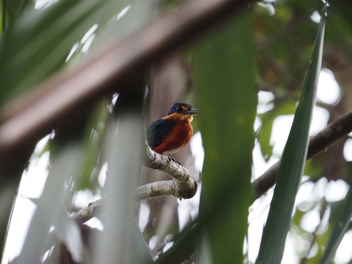 American Pygmy Kingfisher - ML622675770