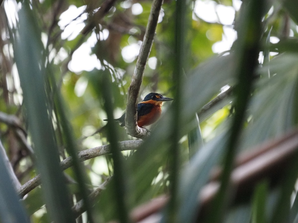 American Pygmy Kingfisher - ML622675771