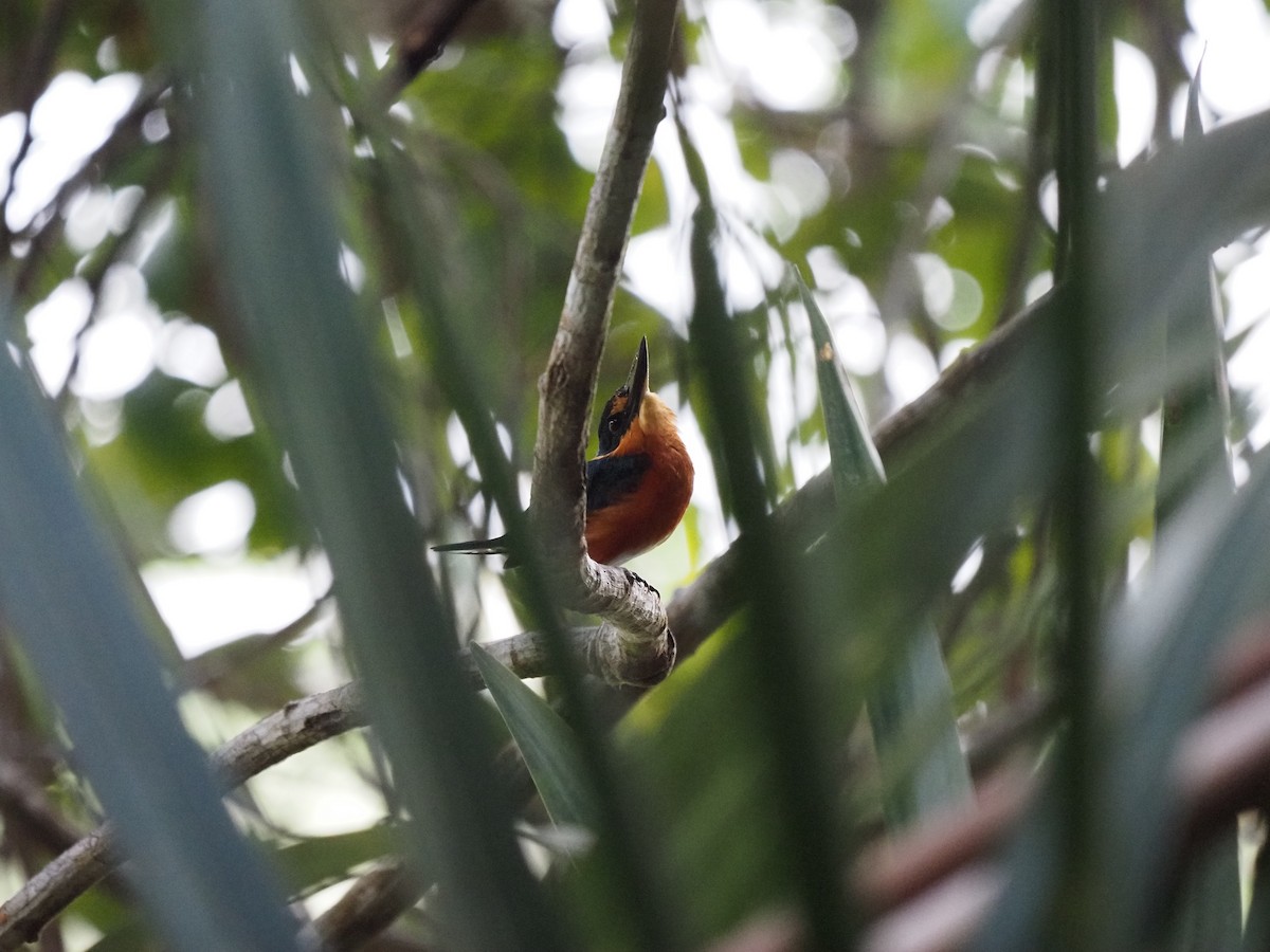 American Pygmy Kingfisher - ML622675772