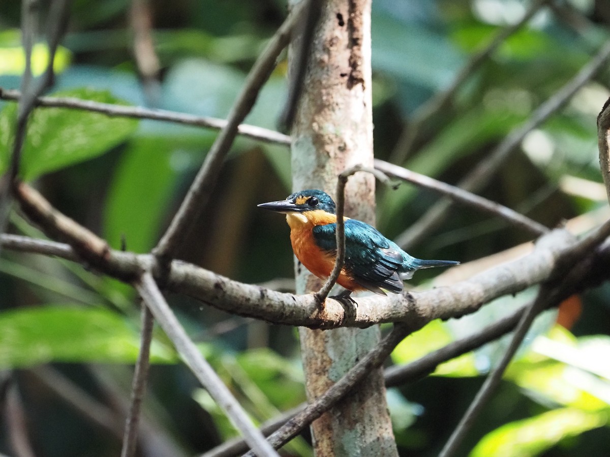 American Pygmy Kingfisher - ML622675773