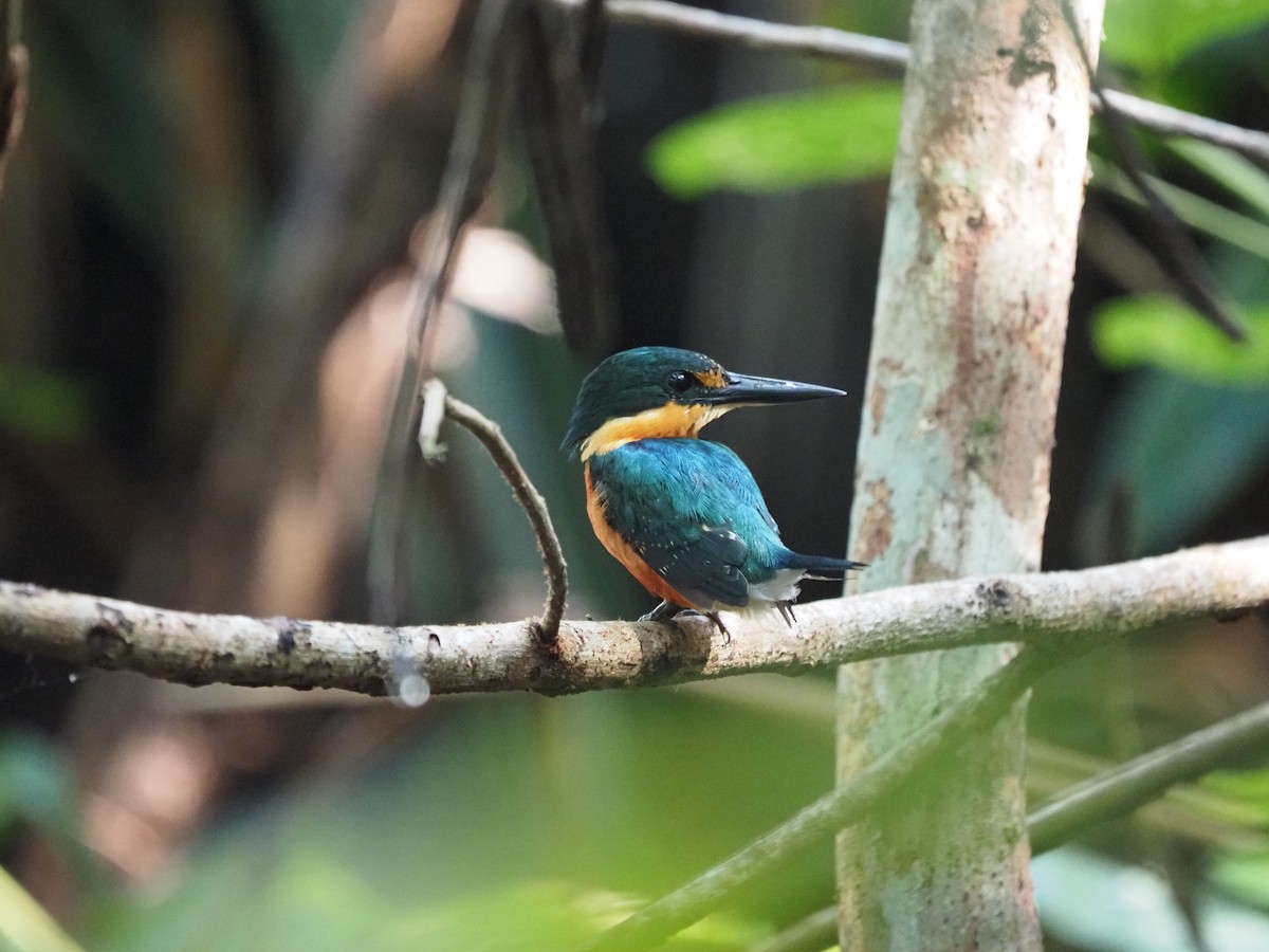 American Pygmy Kingfisher - ML622675774