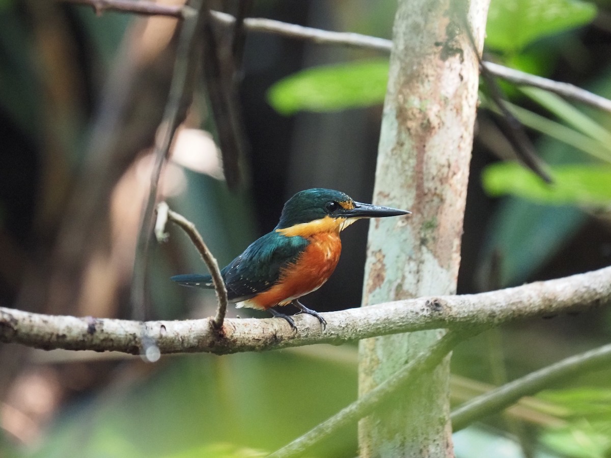 American Pygmy Kingfisher - ML622675776