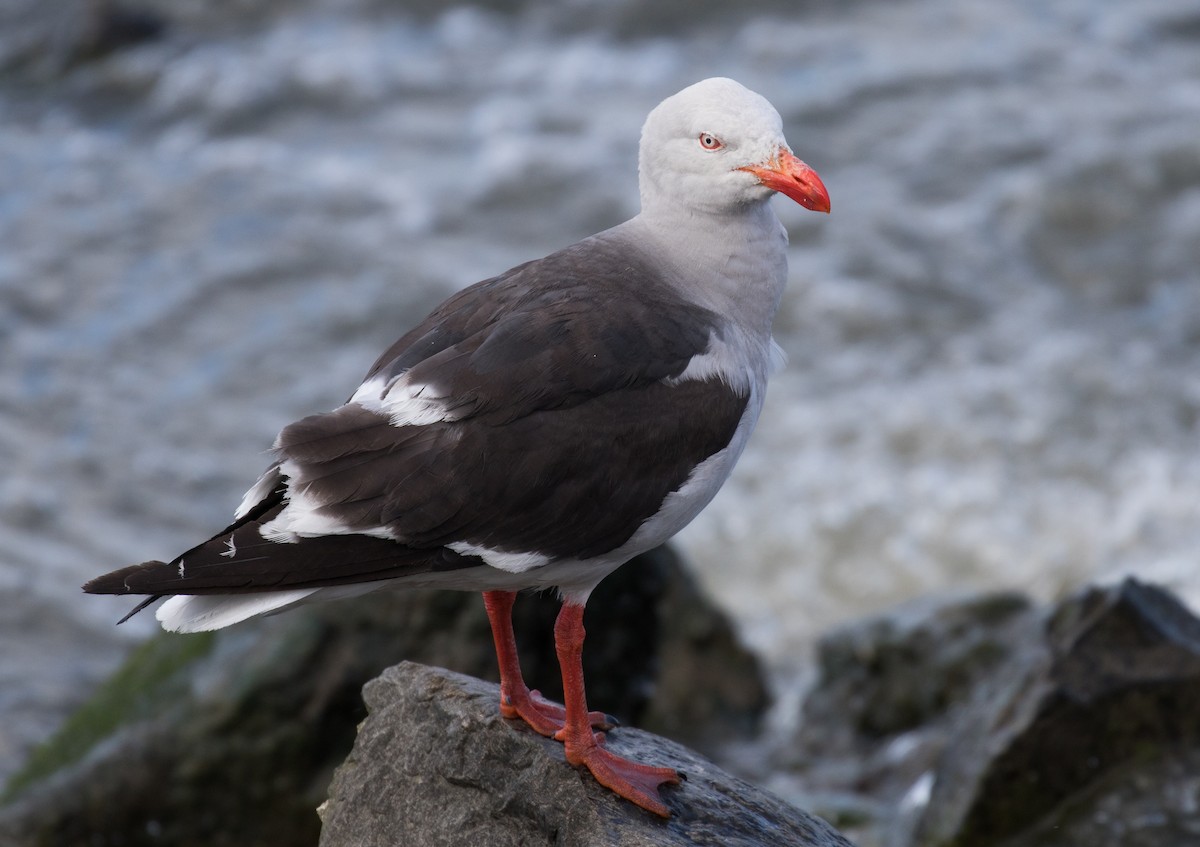 Dolphin Gull - ML622675785