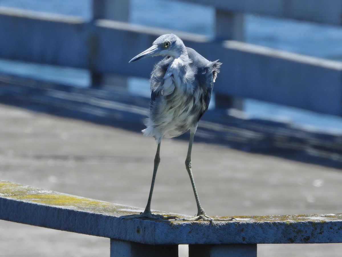 Little Blue Heron - ML622675808