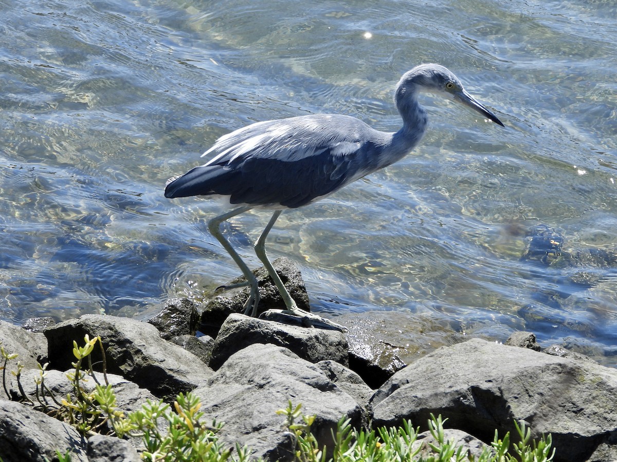 Little Blue Heron - Joshua Mitchell