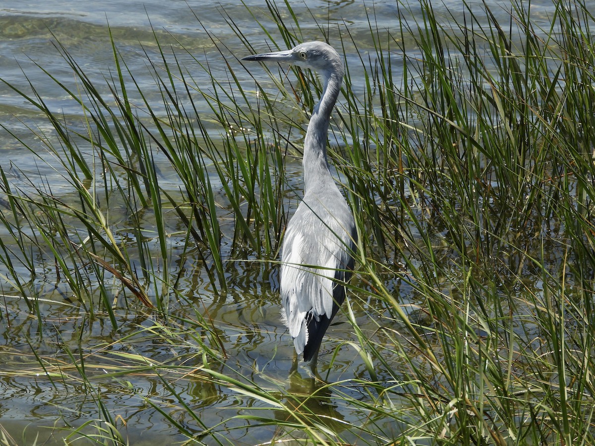 Little Blue Heron - ML622675817