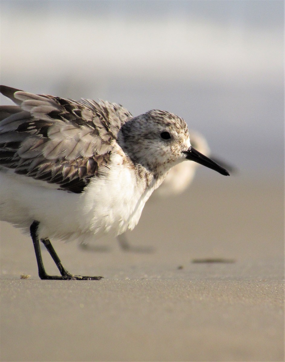 Sanderling - Timothy Blanchard