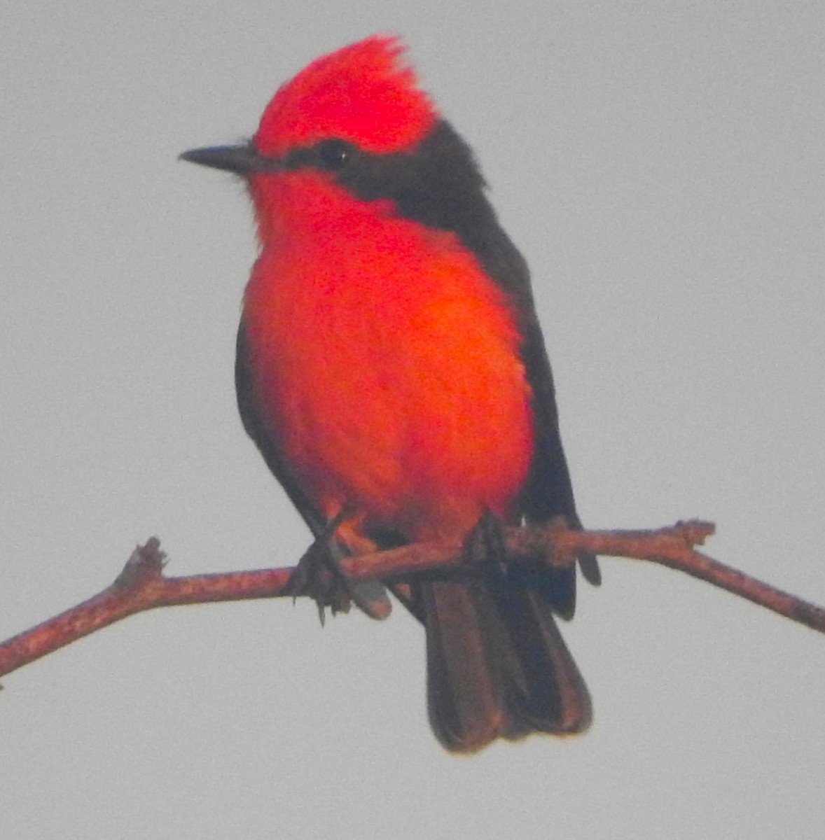 Vermilion Flycatcher (saturatus) - ML622675997