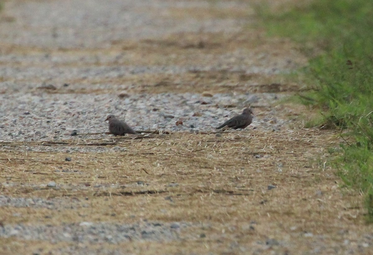 Common Ground Dove - ML622676019